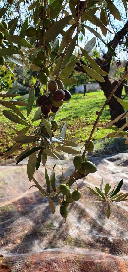 Masseria Cesarina B&B Кастеллана-Гротте Екстер'єр фото